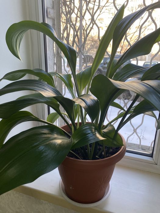 Продам алое и другие комнатные цветы