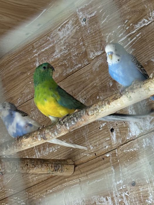 Vand diferite specii de papagali