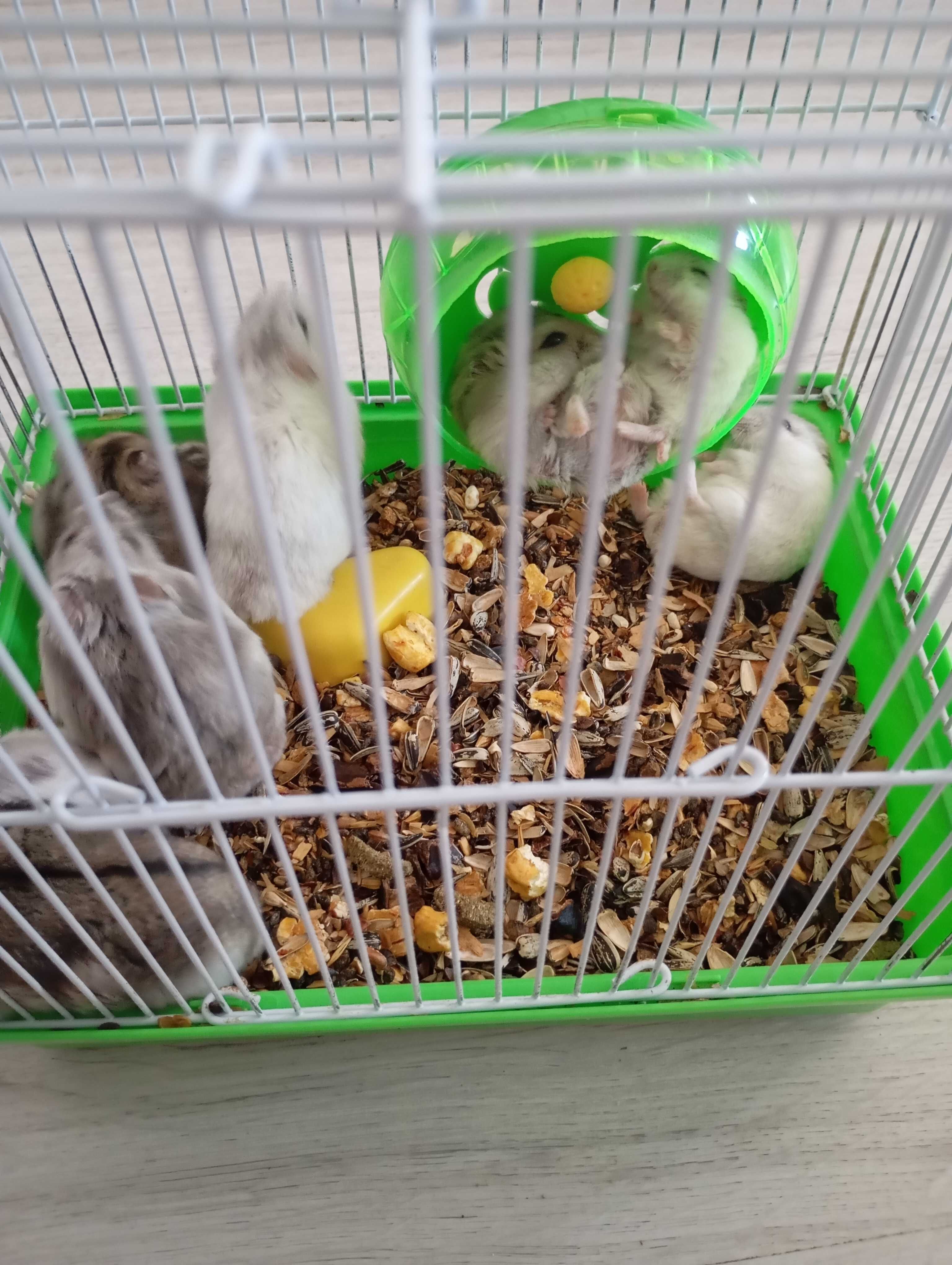 Hamsteri pitici de vânzare