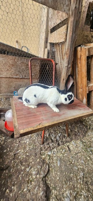 Mascul fluture german