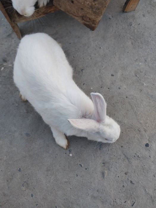 Икки дона куён бервораман бепул