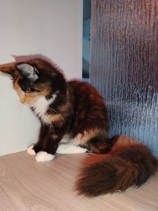 Fetita Maine Coon XXL