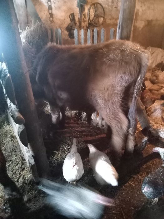 Продам корову , телку , бычка