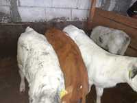Vând 3 vitele rasa belgian