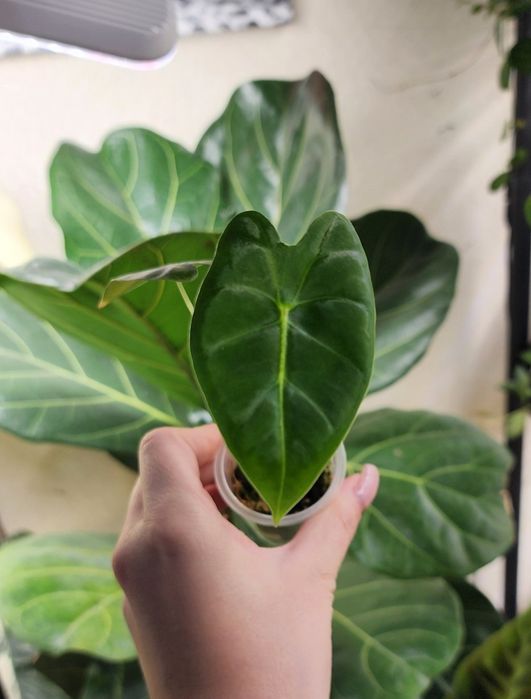 Детка Алоказии Мишольца