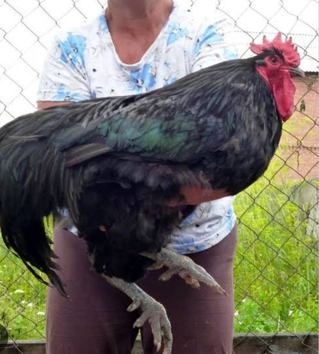 Петух Джерсиский Гигант продается чистая линия крупный петух