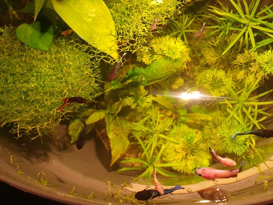 Acvariu ghiveci cu betta