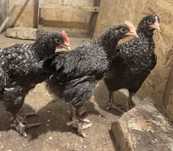 Pui Marans Coucou a Camile Dore (CCD) - barat