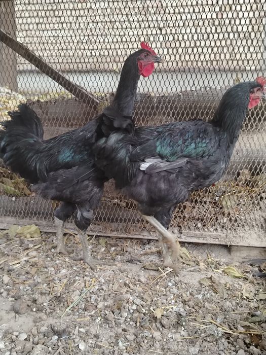 Qorashahzoda jo'ja xo'rozlar sotiladi...