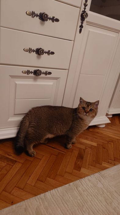 British shorthair cu pedigree golden chinchilla
