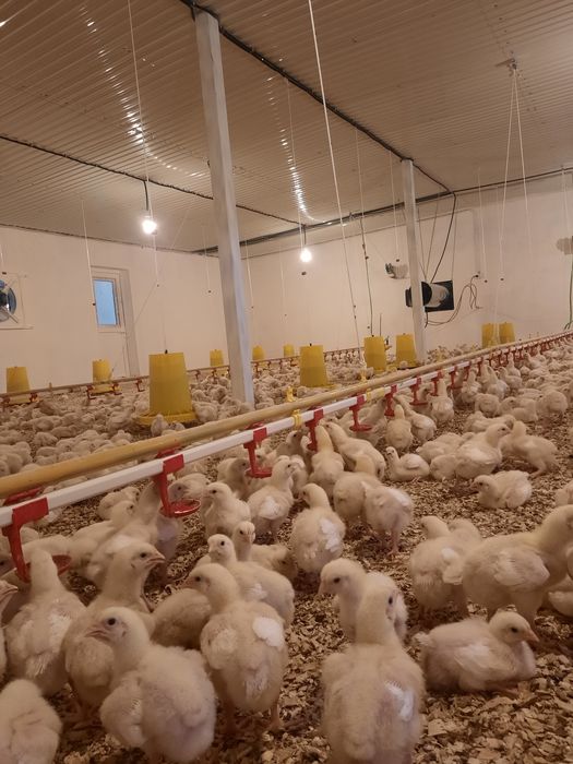 Бройлеры Росс 308