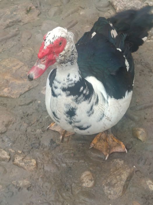 Rățoi Lesești crescuți natural