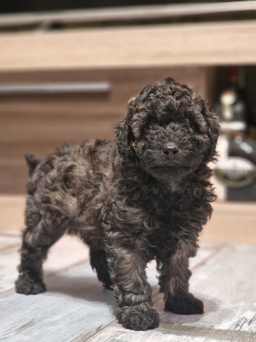 Пудел мини момче