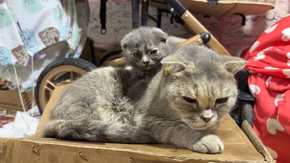 Продаётся котенок с мамой