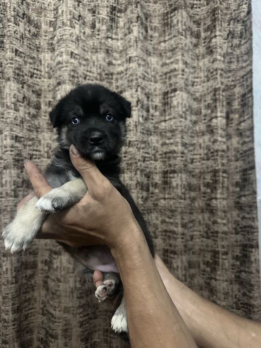Щенок в ответственные руки. Возраст 1,5 месяца. Глаза голубые. Девочка