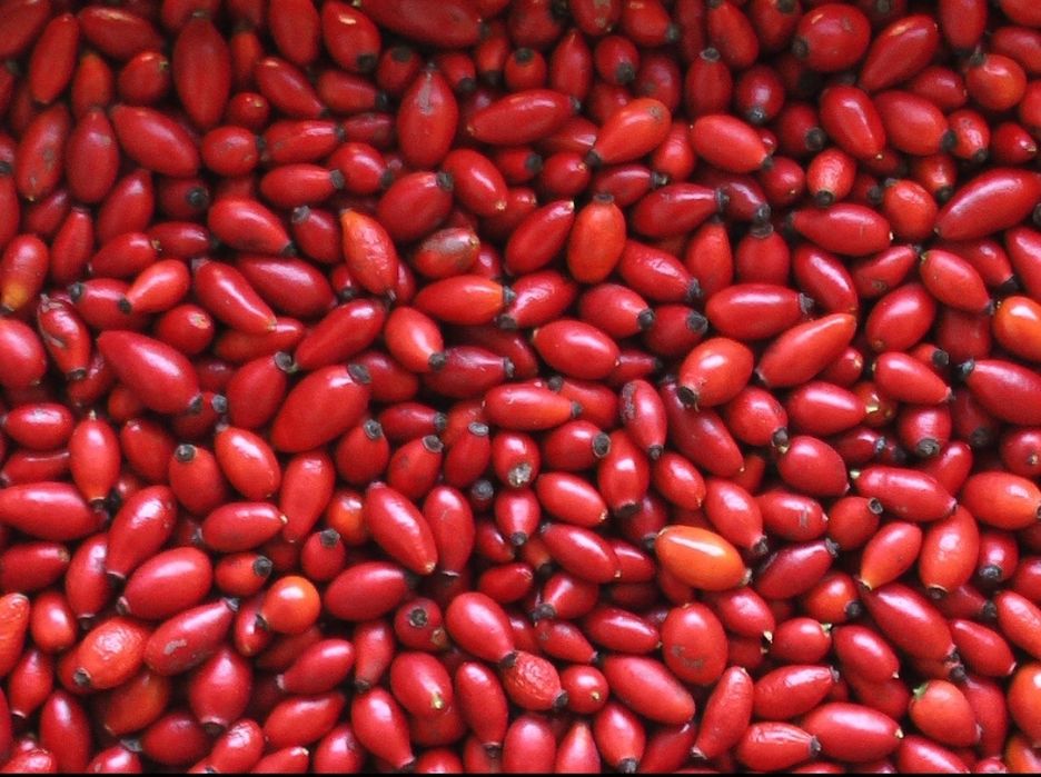 Шипки плод ,билки,витамини,пресни