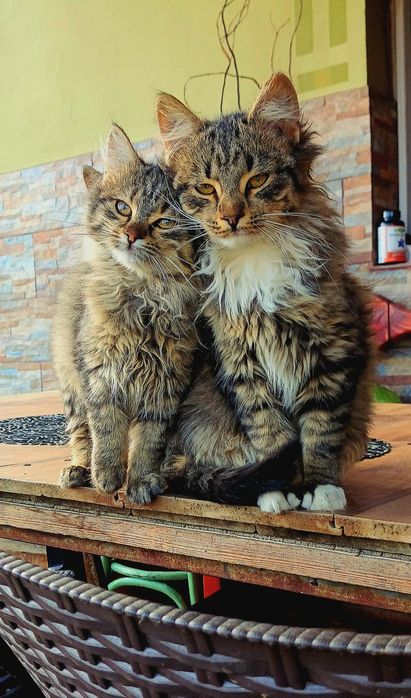 Donez pui de pisică