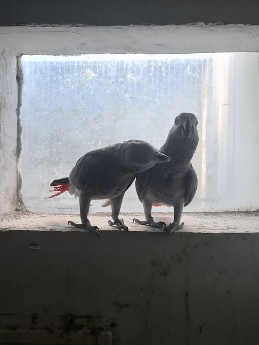 Vand pereche papagali jako