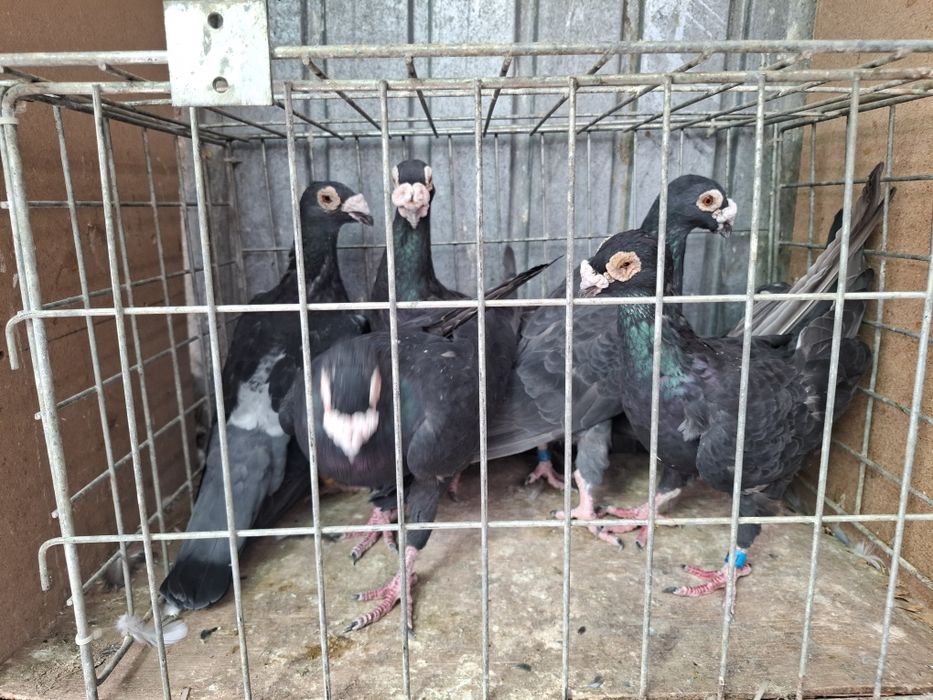 Vand porumbei voiejori de stil vechi