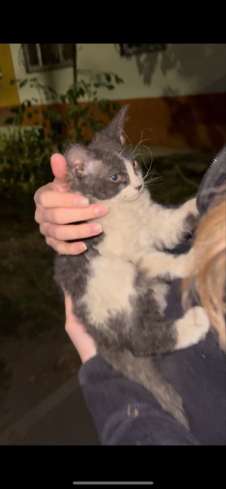 Сфинкс помесь котята бесплатно