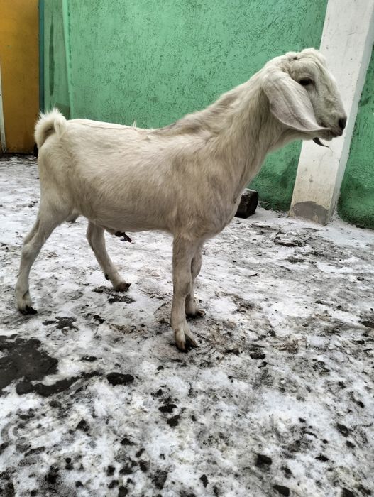 Продам двух козлят мальчиков
