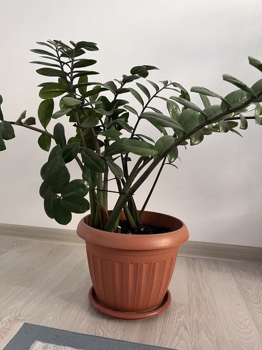 Комнатная цветы.