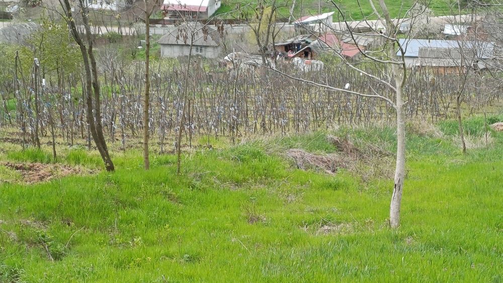 Casa cu teren 1 hectar în sat Roșcani, la 40 km de Iași.