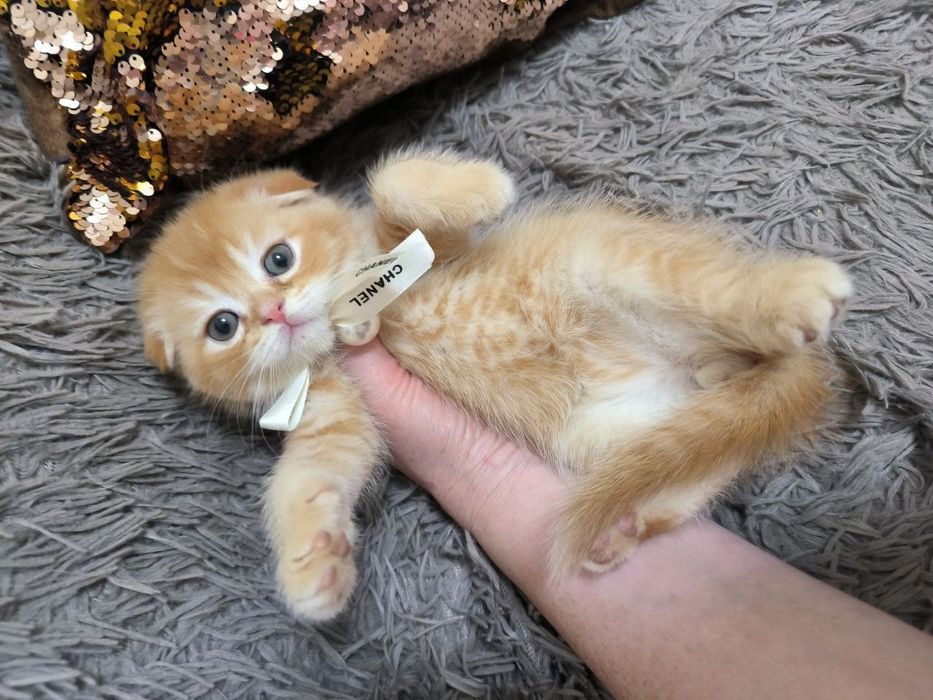 Продается Скоттиш фолд