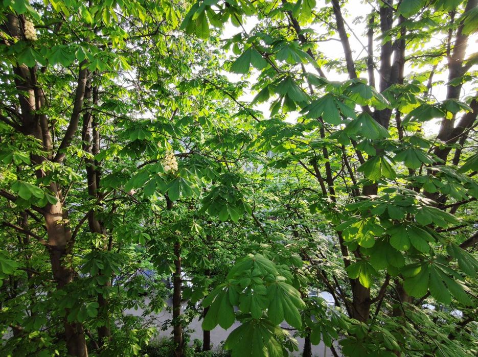 Inchiriez apartament in Tomis II , 2 camere (transformat in 3)