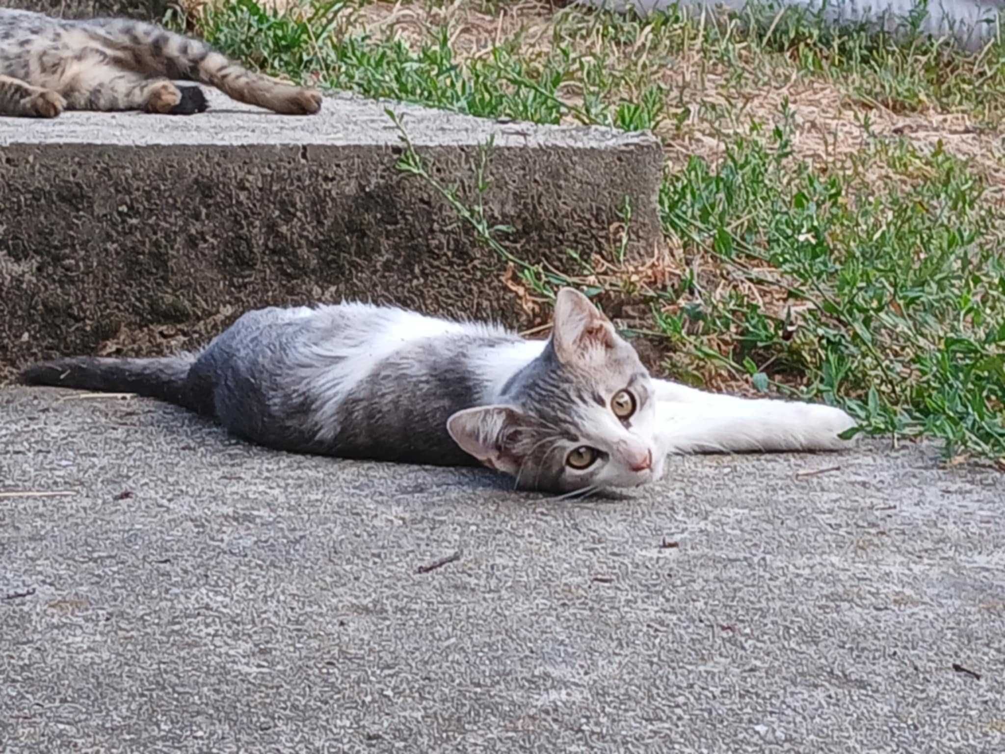 4 котета спешно търсят дом