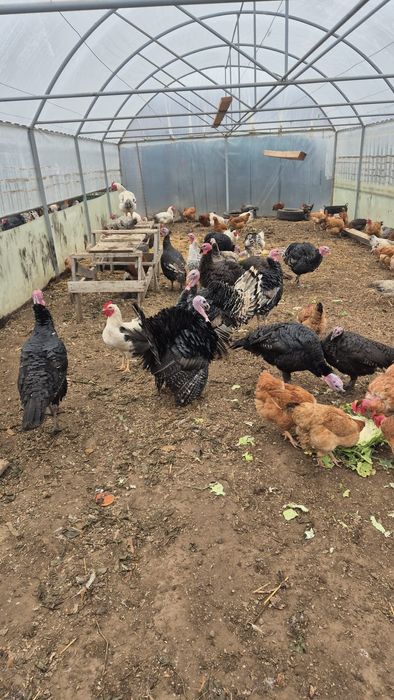 Curci si curcani ROMÂNEȘTI