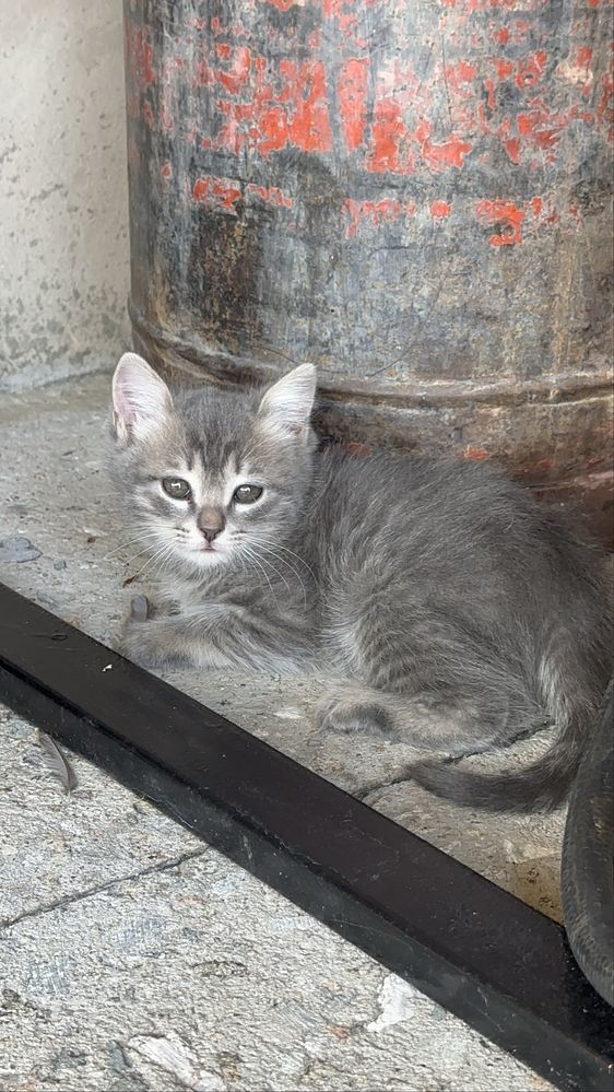 Котята бесплатно в добрые руки