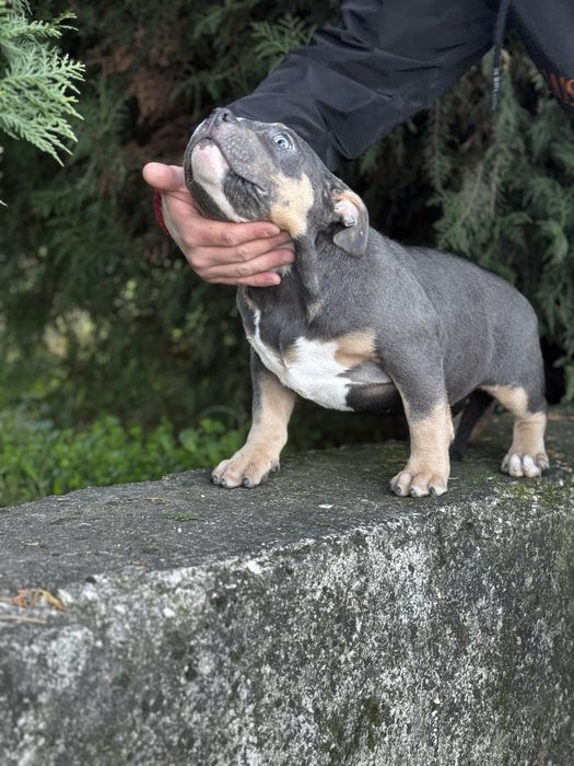 Американско були покет