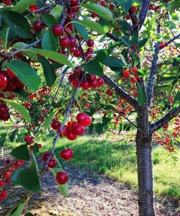 Pomi Fructiferi Pitici Dwarf(Visin )