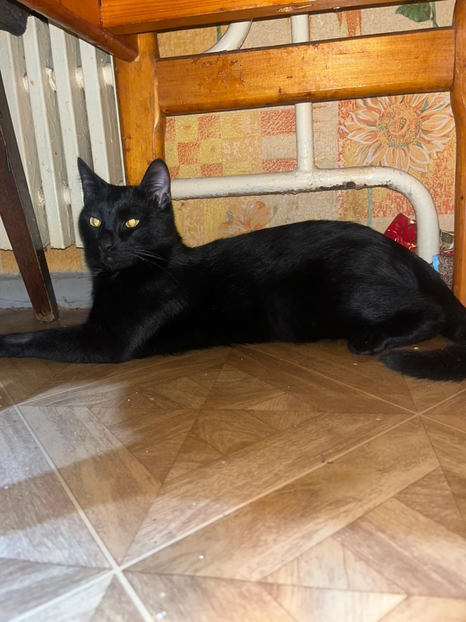 Домашние котята ищут дом