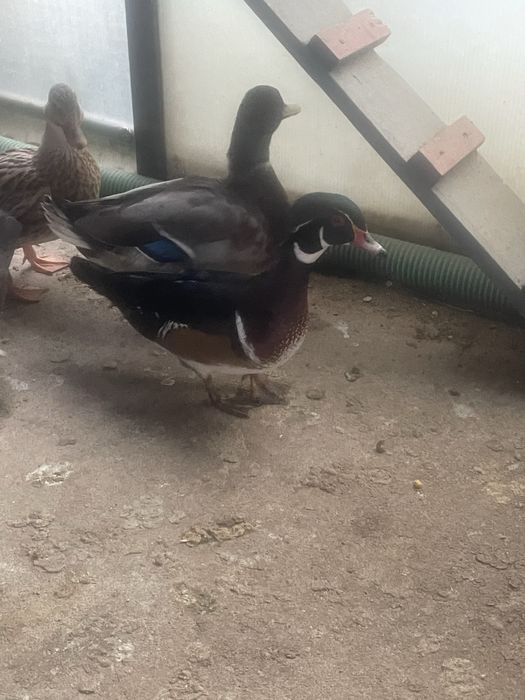 Pereche rațe mandarine si caroline