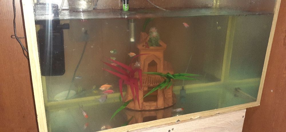 Ternessa Rangli baliqlar sotladi