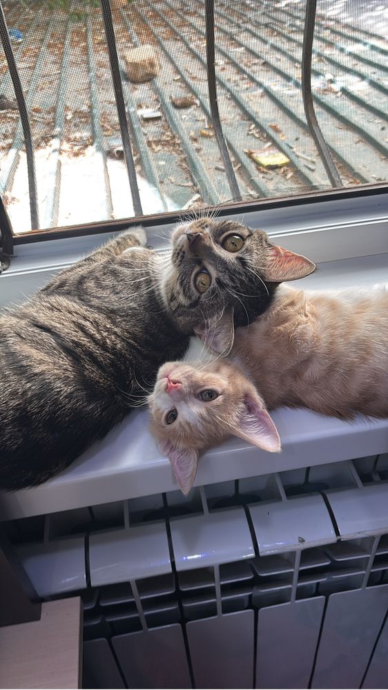 Котенок рыжий в добрые руки