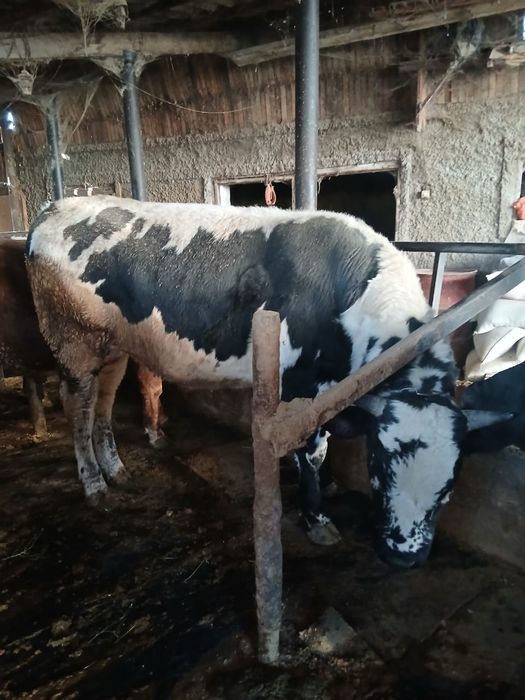 Продам быка стоит на откорме!