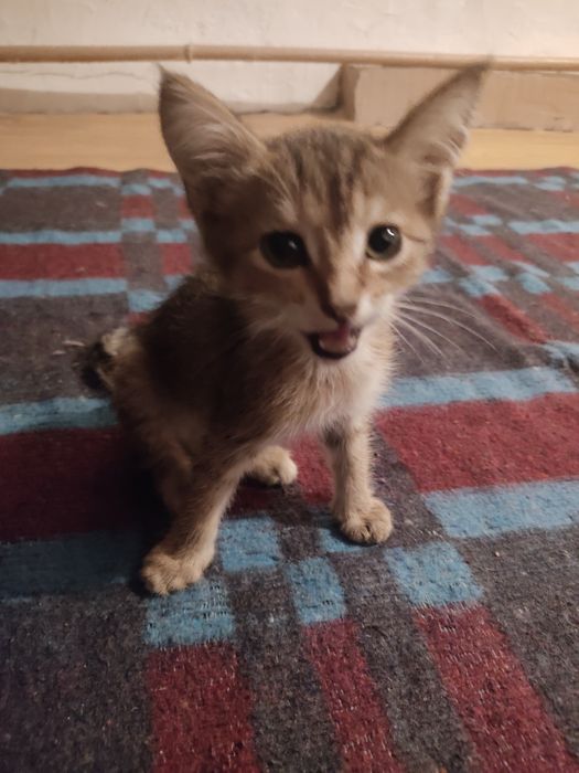 Отдам котёнка  маленькую