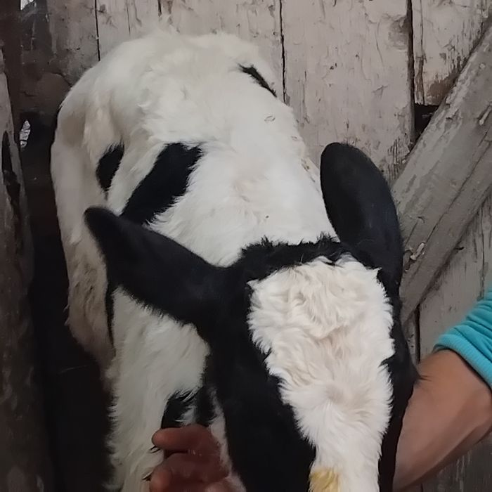 Vand un tauras baltat