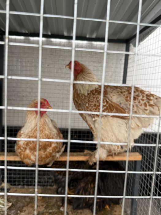 Срочно Товук сотилади