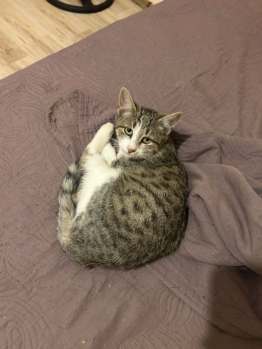 Pisicuțe spre adoptie