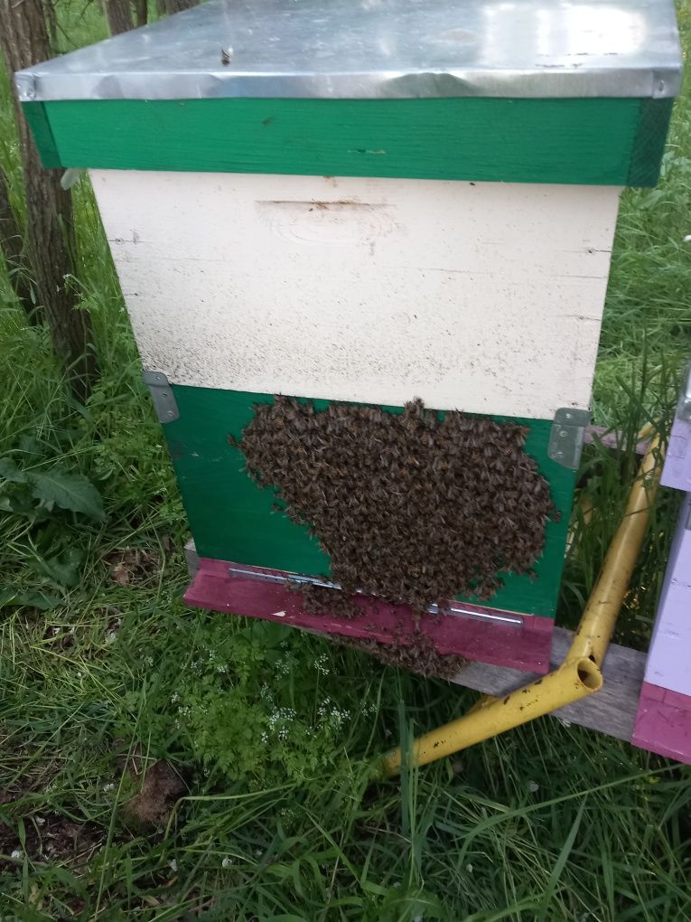Recuperez roi albine în Arad și imprejurimi