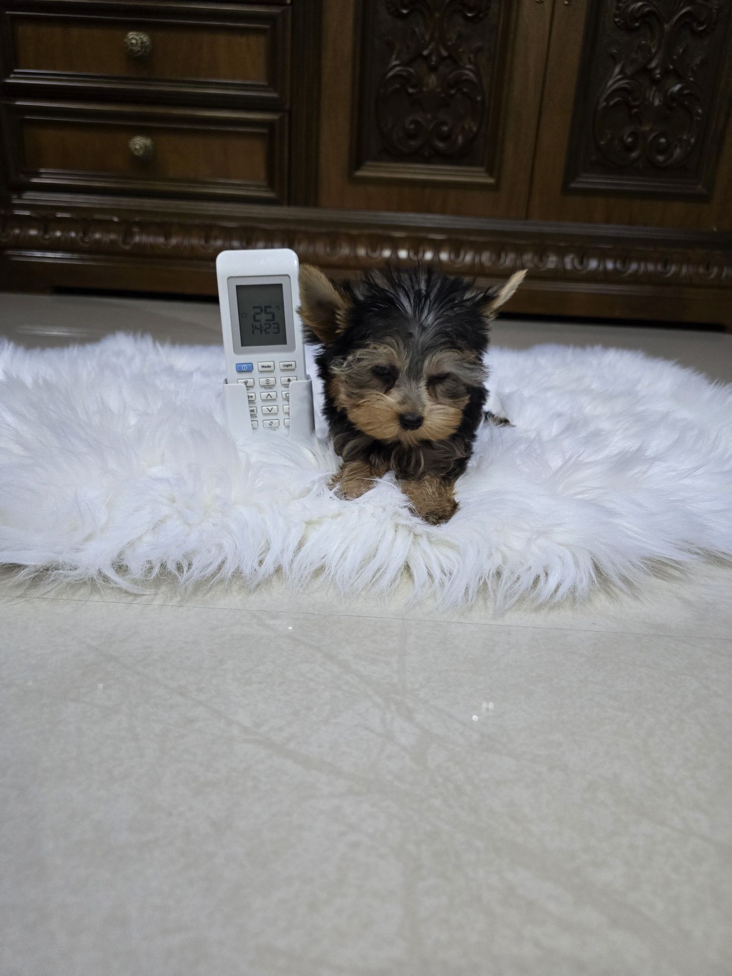 Yorkshire terrier mascul