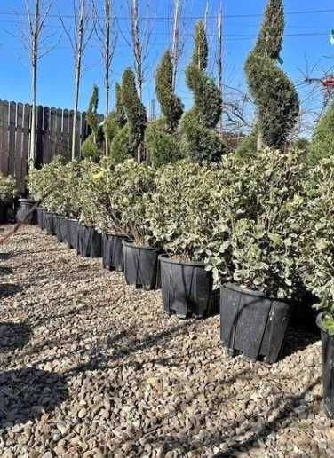 Buxus Spirala Leilandy