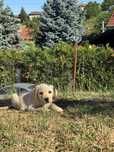 Pui labrador cu pedigree