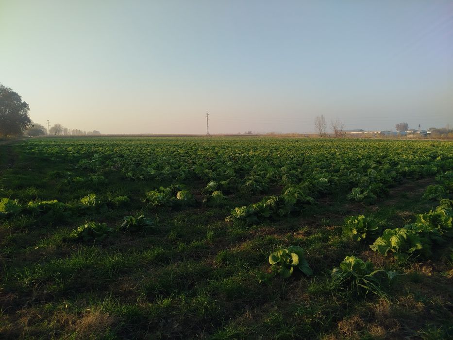 Chimchi • Чимчи • Корейс карами • Карам