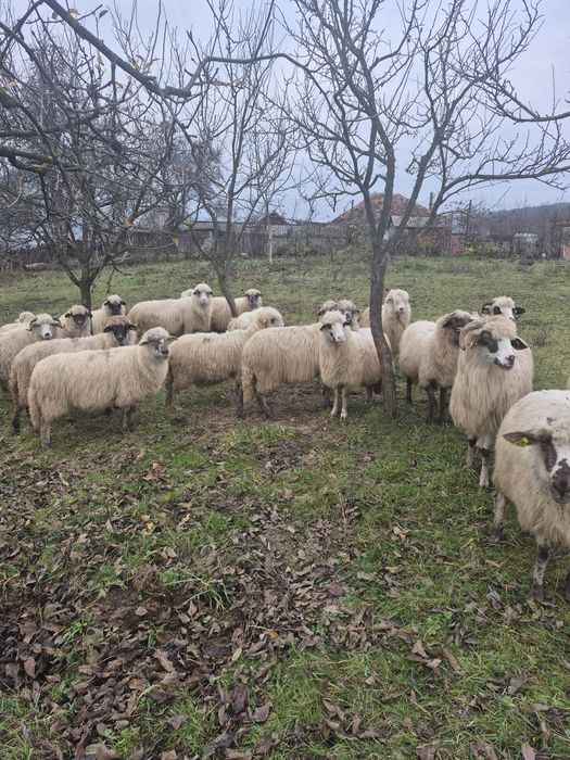 Vând oi turcane gestante
