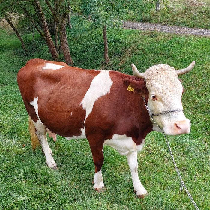 Vaca baltata romaneasca